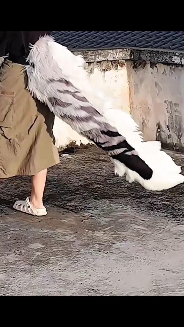 Black, white, and gray color block, large tail, fursuit paws, furry, huge, customizable, dragon tail, fish tail