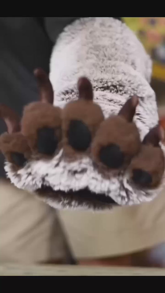 Brown paws, snow-white fur, brown bear fat paws, fursuit paws, furry, customizable colors